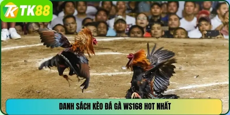 Danh sách kèo đá gà WS168 hot nhất