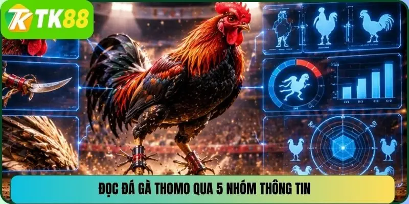 Đọc đá gà Thomo qua 5 nhóm thông tin