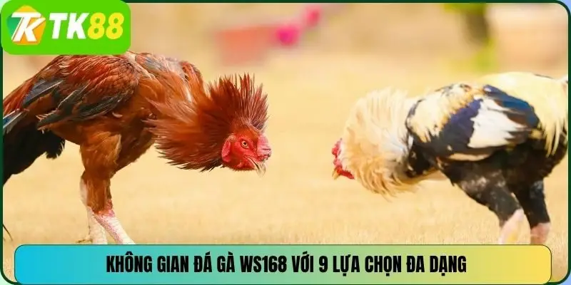 Không gian đá gà WS168 với 9 lựa chọn đa dạng