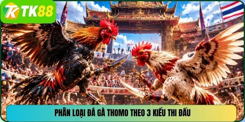 Phân loại đá gà Thomo theo 3 kiểu thi đấu