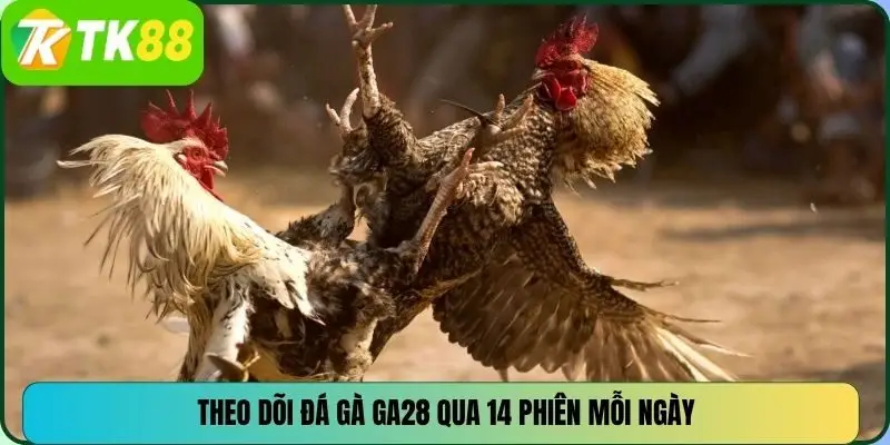 Theo dõi đá gà GA28 qua 14 phiên mỗi ngày