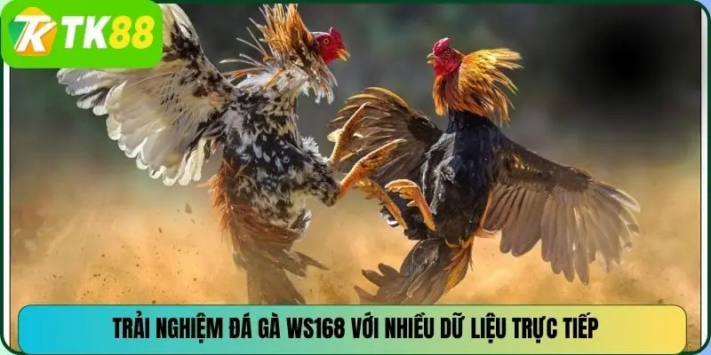 Trải nghiệm đá gà WS168 với nhiều dữ liệu trực tiếp